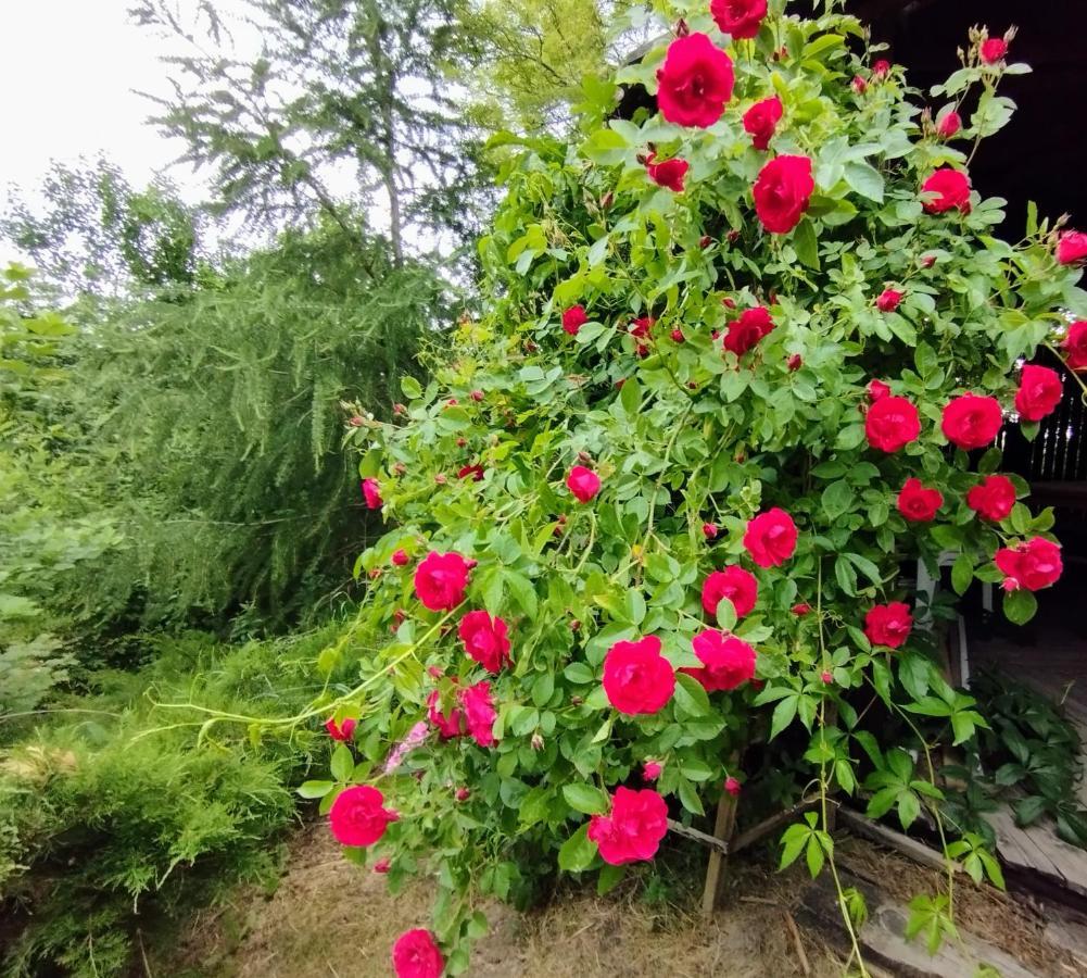 Garden House Nad Jeziorem Szelment Przejma Wielka エクステリア 写真